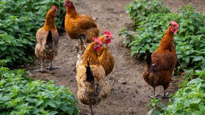 Restaurant Premnord ferme du Poiset