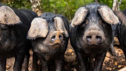 Restaurant Premnord ferme du Poiset