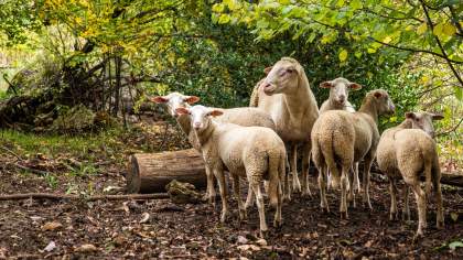 Restaurant Premnord ferme du Poiset