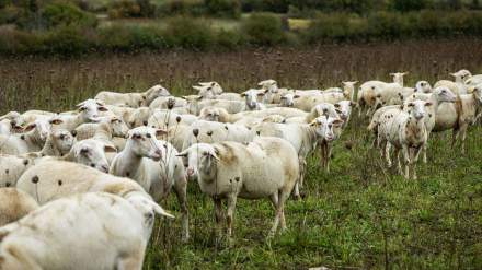Restaurant Premnord ferme du poiset